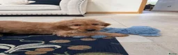 Labradoodle dogs for sale: Stunning miniature multigen labradoodle puppies - Advert 7