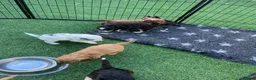 Cockapoo dogs for sale: F1 Show cockapoos  - Advert 5
