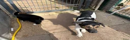 Mixed Breed dogs for adoption: Gumbo - Norwich Norfolk  - Advert 21