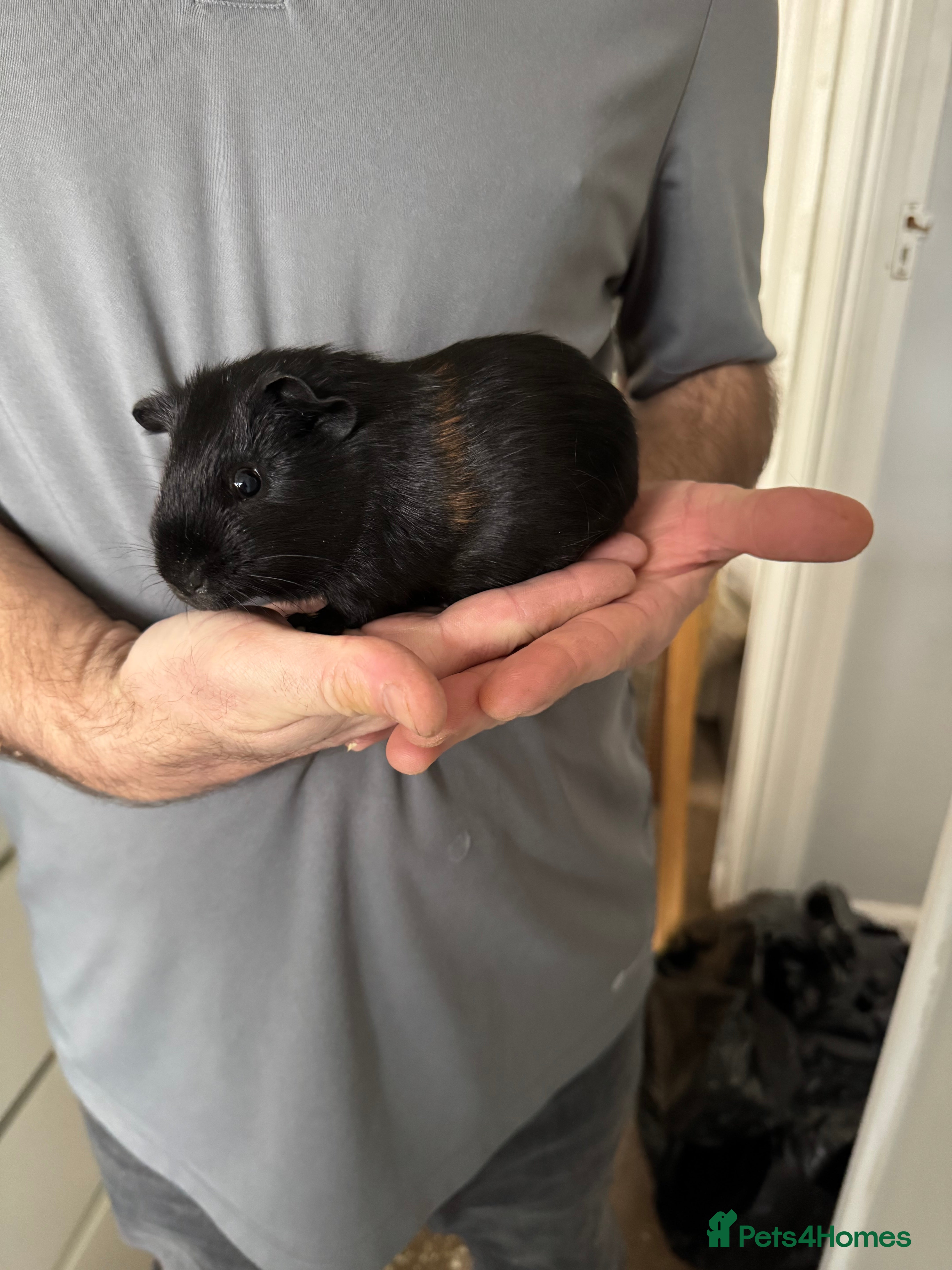 Guinea Pig rodents 2 x male Guniea pigs £20 each - Advert 15
