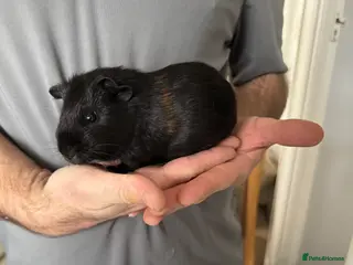 Guinea Pig rodents 2 x male Guniea pigs £20 each - Advert 15