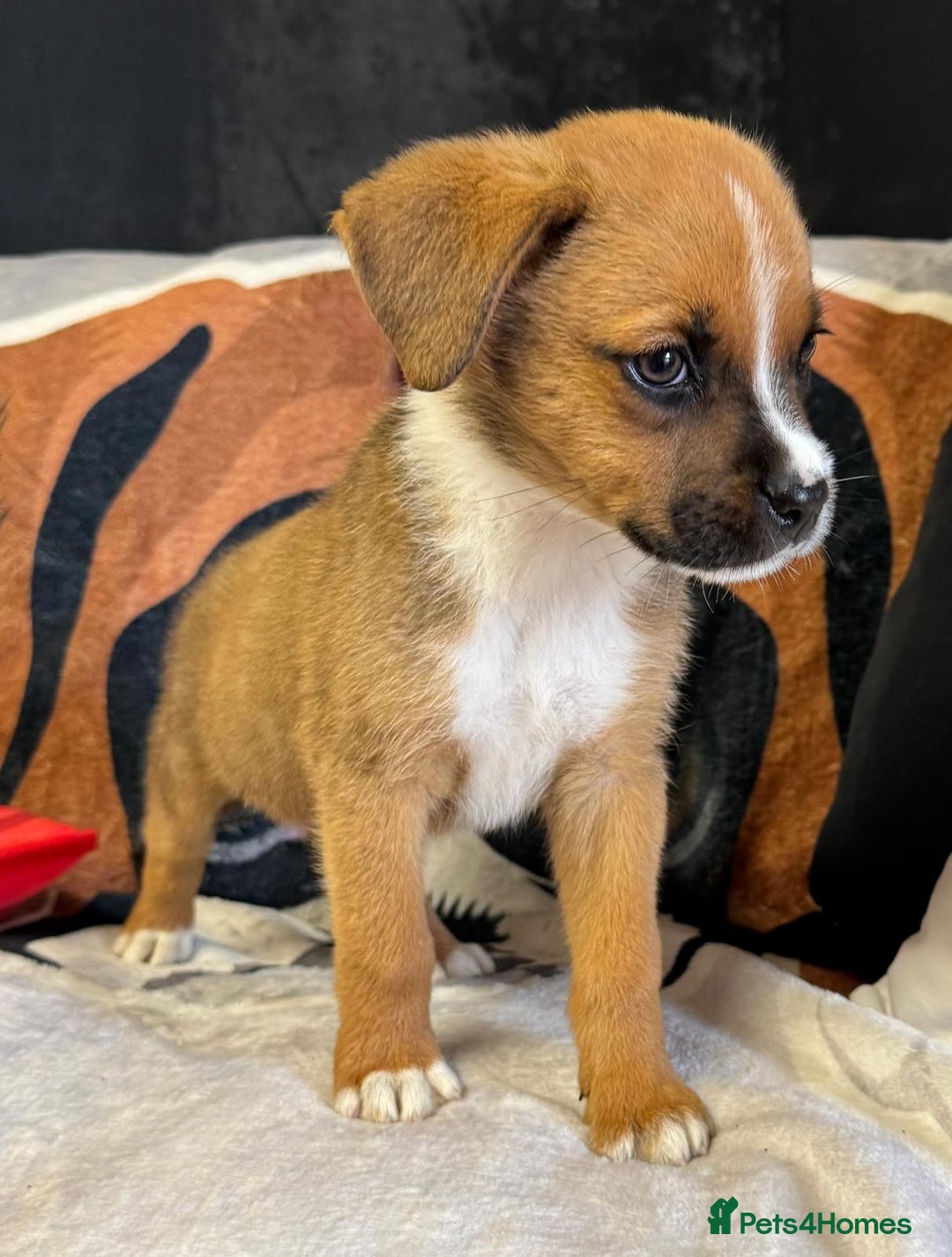 Mixed Breed dogs for sale: Boxer x Rottweiler (Boxweiler Puppies) - Image 5