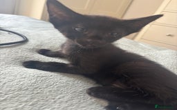Mixed Breed cats for sale: British shorthair available  - Image 8