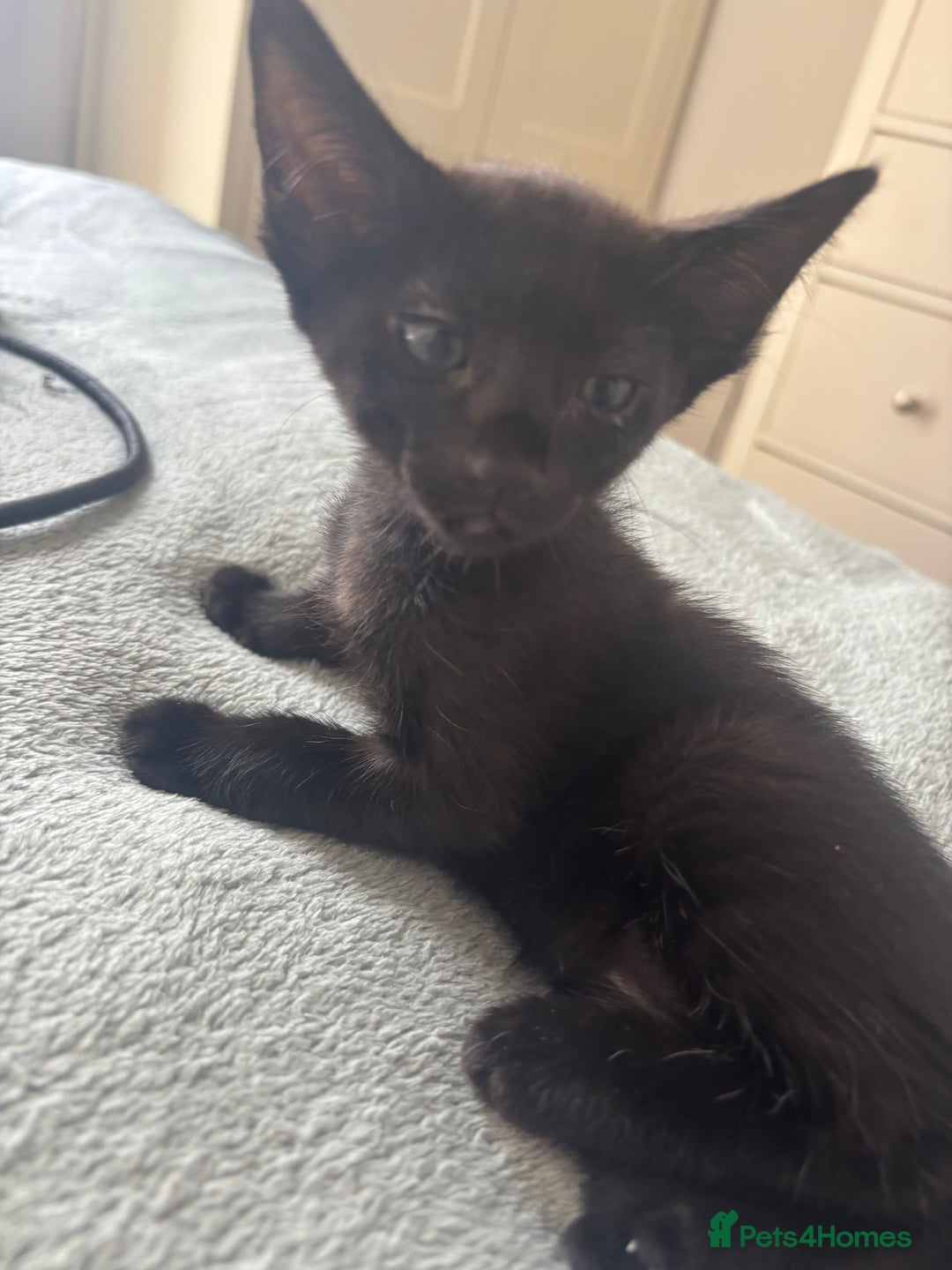 Mixed Breed cats for sale: British shorthair available  - Image 8