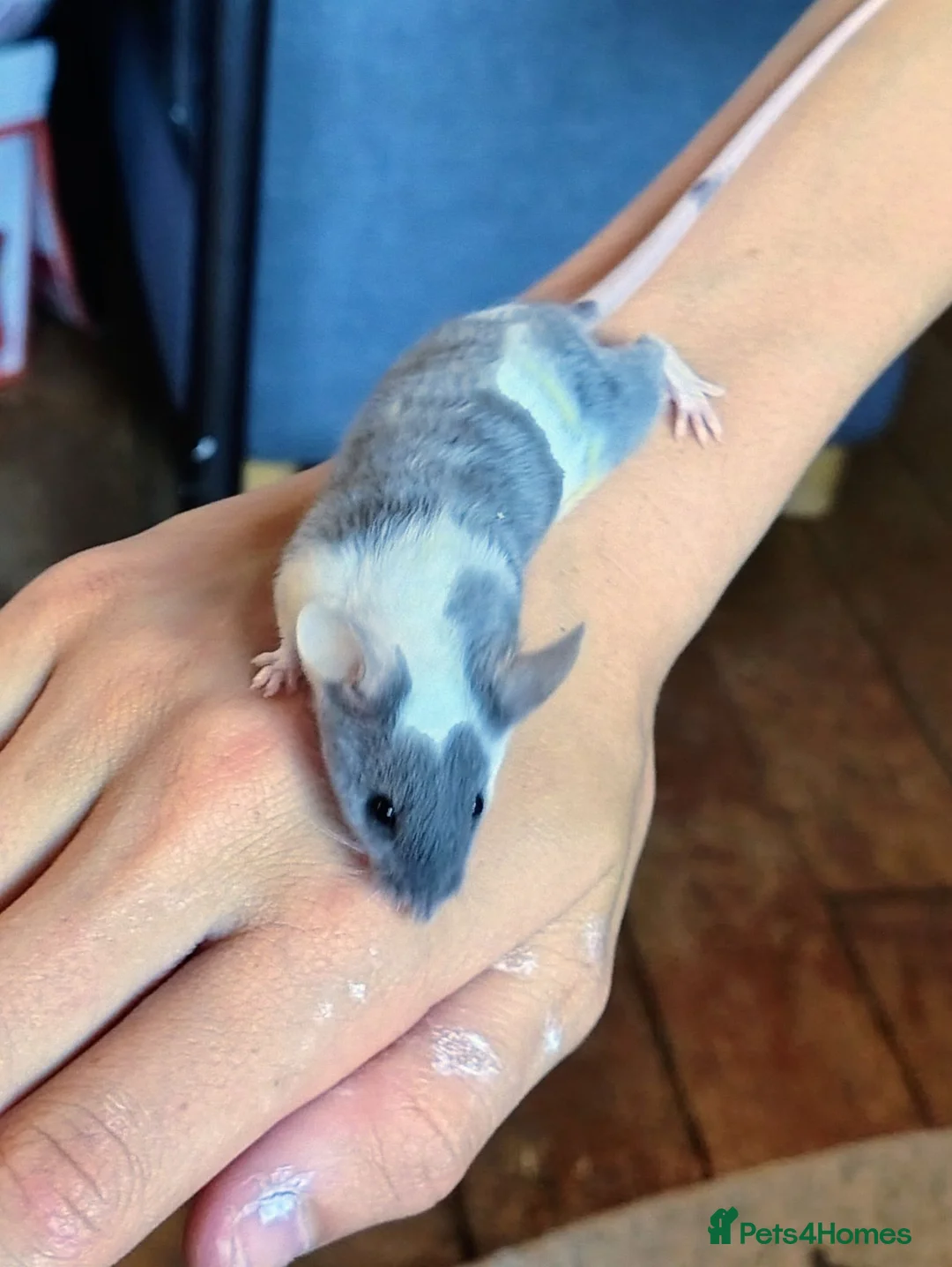 Mouse rodents for sale: 2 male fancy mice for sale - Advert 1