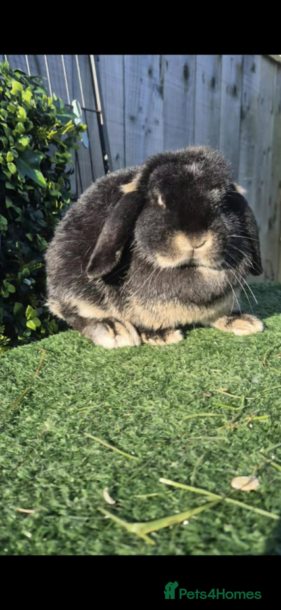 Mini Lop rabbits Black Otter Doe 8 months old  - Advert 19