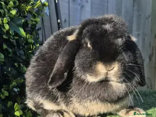 Mini Lop rabbits Black Otter Doe 8 months old - Advert 19