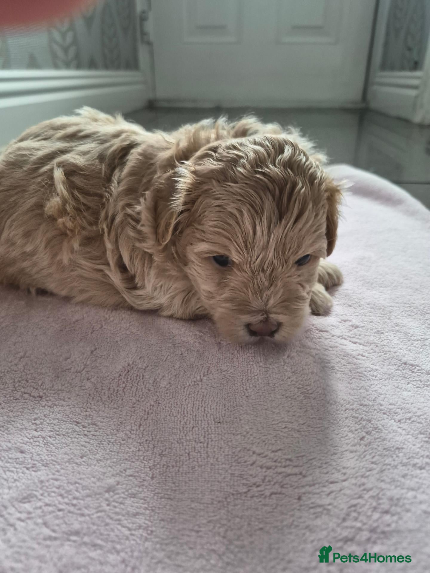 Maltipoo dogs Malitpoo  last boy - Advert 2