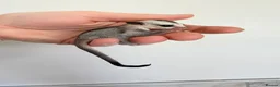 Sugar Glider rodents for sale: White face male Sugar glider available  - Advert 7