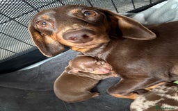 Miniature Dachshund dogs for sale: Mini Dachshund KC Reg -  ONLY 3 MALE PUPS LEFT!  - Advert 4