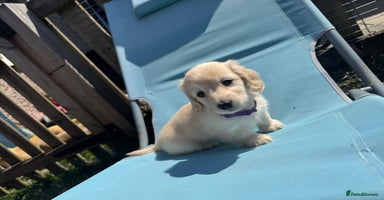 Miniature Dachshund dogs - Advert 4