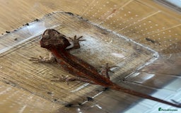 Gecko reptiles for sale: Various crested geckos and gargoyles - Image 7