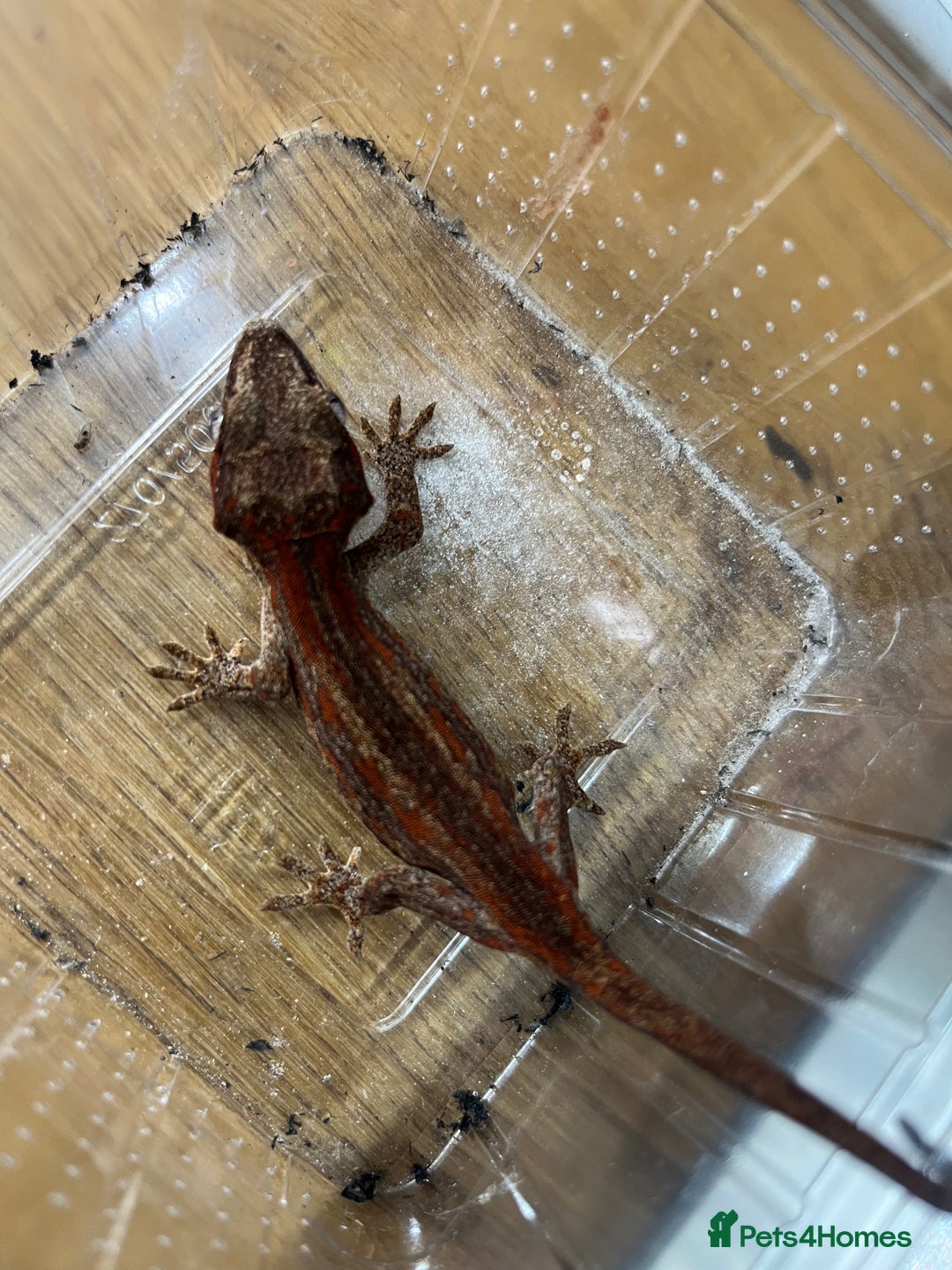 Gecko reptiles for sale: Various crested geckos and gargoyles - Image 7