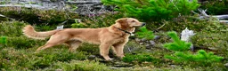 Golden Retriever dogs for sale: Beautiful Bella 2 years old - Advert 1