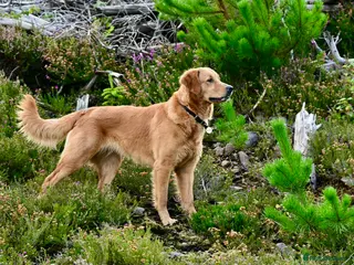 Golden Retriever dogs Beautiful Bella 2 years old - Advert 8