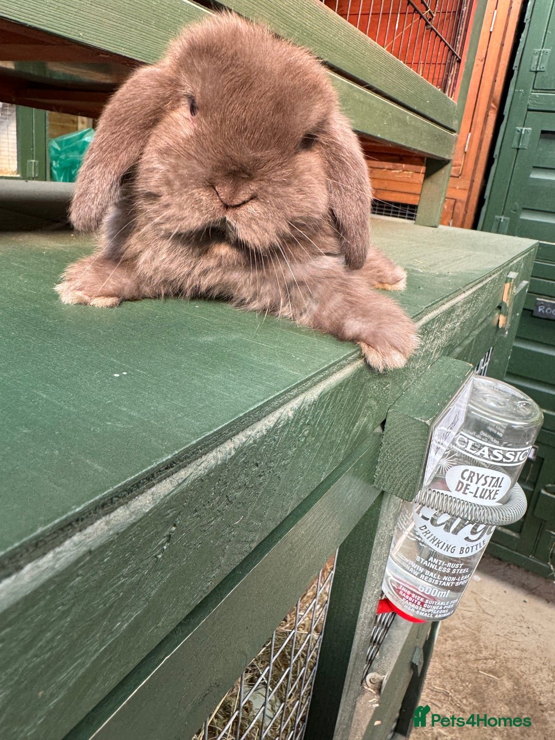 Mini Lop rabbits for sale: BEAUTIFUL MINI LOP BUNNIES - PEDIGREE  - Advert 14