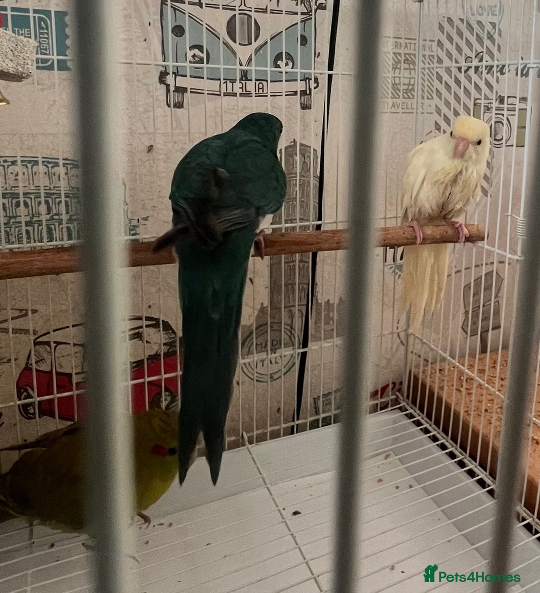 Parakeets birds for sale: Young female kakariki  - Advert 30