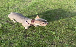 French Bulldog dogs for sale: Minnie 1 Year Old French bulldog - Image 2