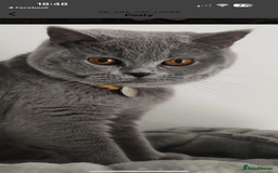 British Shorthair cats for sale: British Shorthair cat  - Image 1