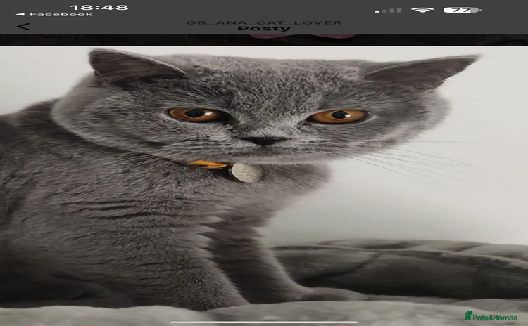 British Shorthair cats - Advert 14