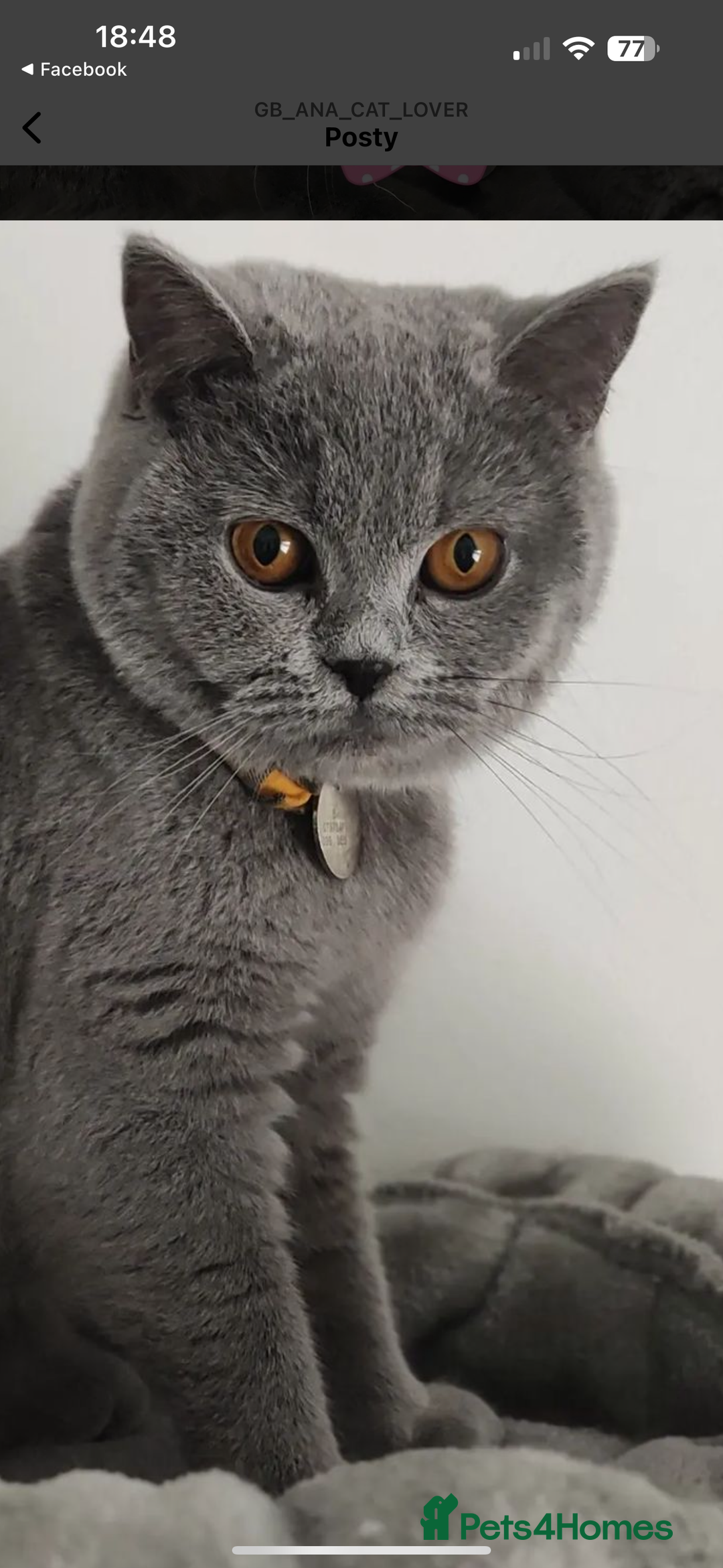 British Shorthair cats for sale: British Shorthair cat  - Image 1