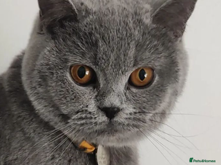 British Shorthair cats - Advert 35