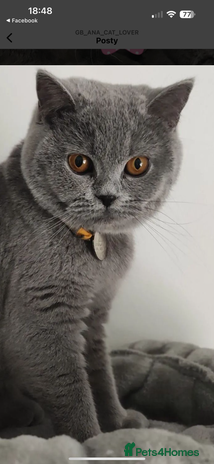 British Shorthair cats - Advert 1