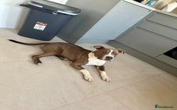 Mixed Breed dogs for sale: American bulldog x staffy  - Image 4