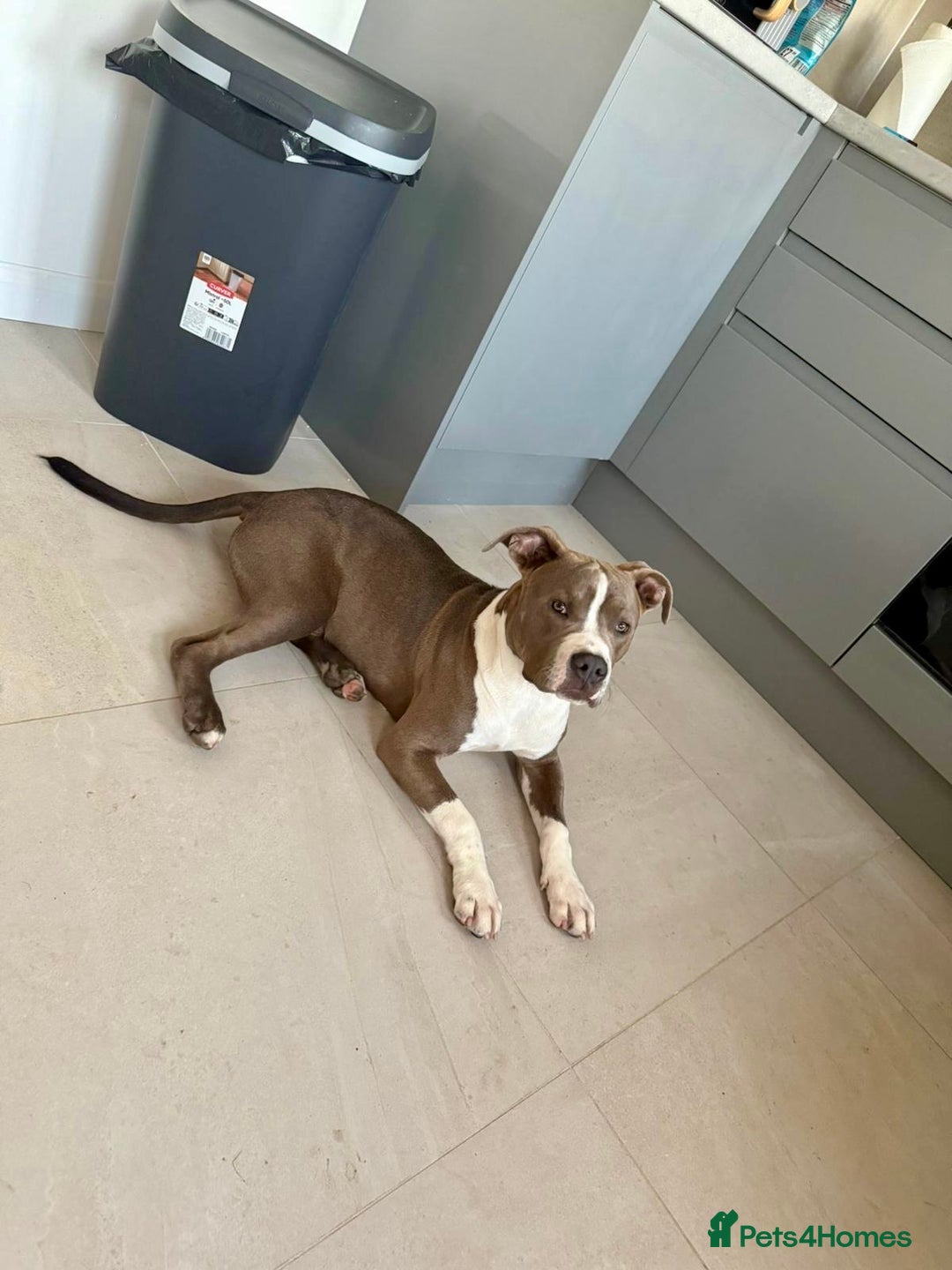 Mixed Breed dogs for sale: American bulldog x staffy  - Image 4