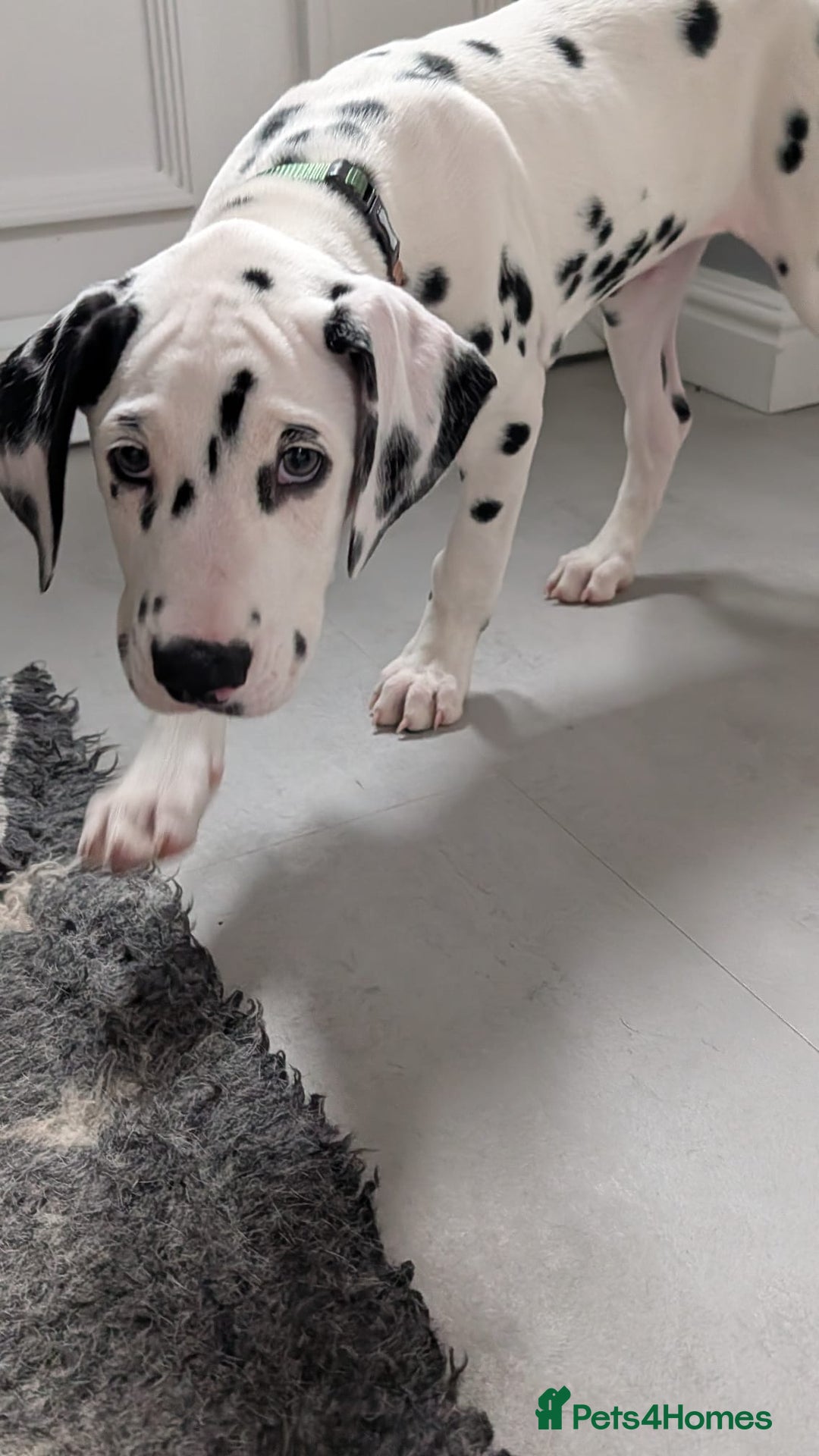 Dalmatian dogs for sale: Dalmatian puppies ready advert fully - Advert 6