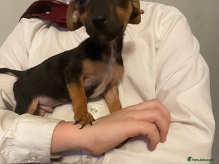 Jack Russell dogs Jack Russel puppy’s Ready to leave - Advert 1