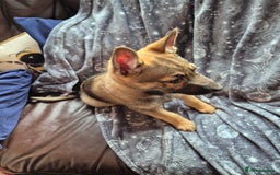 German Shepherd dogs for sale: German Shepard Puppy's 9 weeks  - Image 4