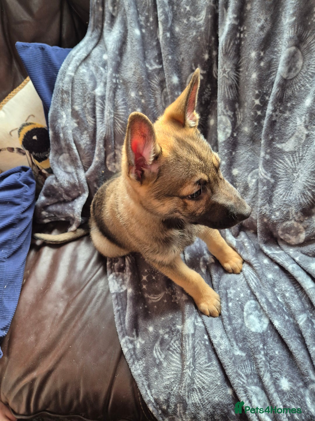 German Shepherd dogs for sale: German Shepard Puppy's 9 weeks  - Image 4