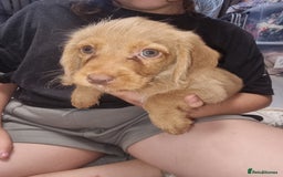 Mixed Breed dogs for sale: Labrador x cockapoo puppies - Image 3