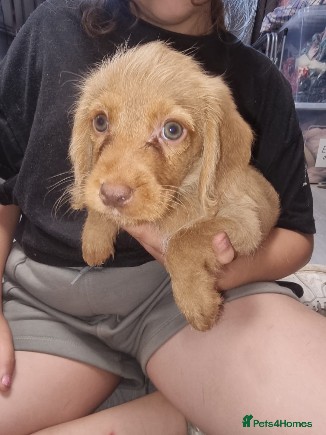 Mixed Breed dogs for sale: Labrador x cockapoo puppies - Image 3