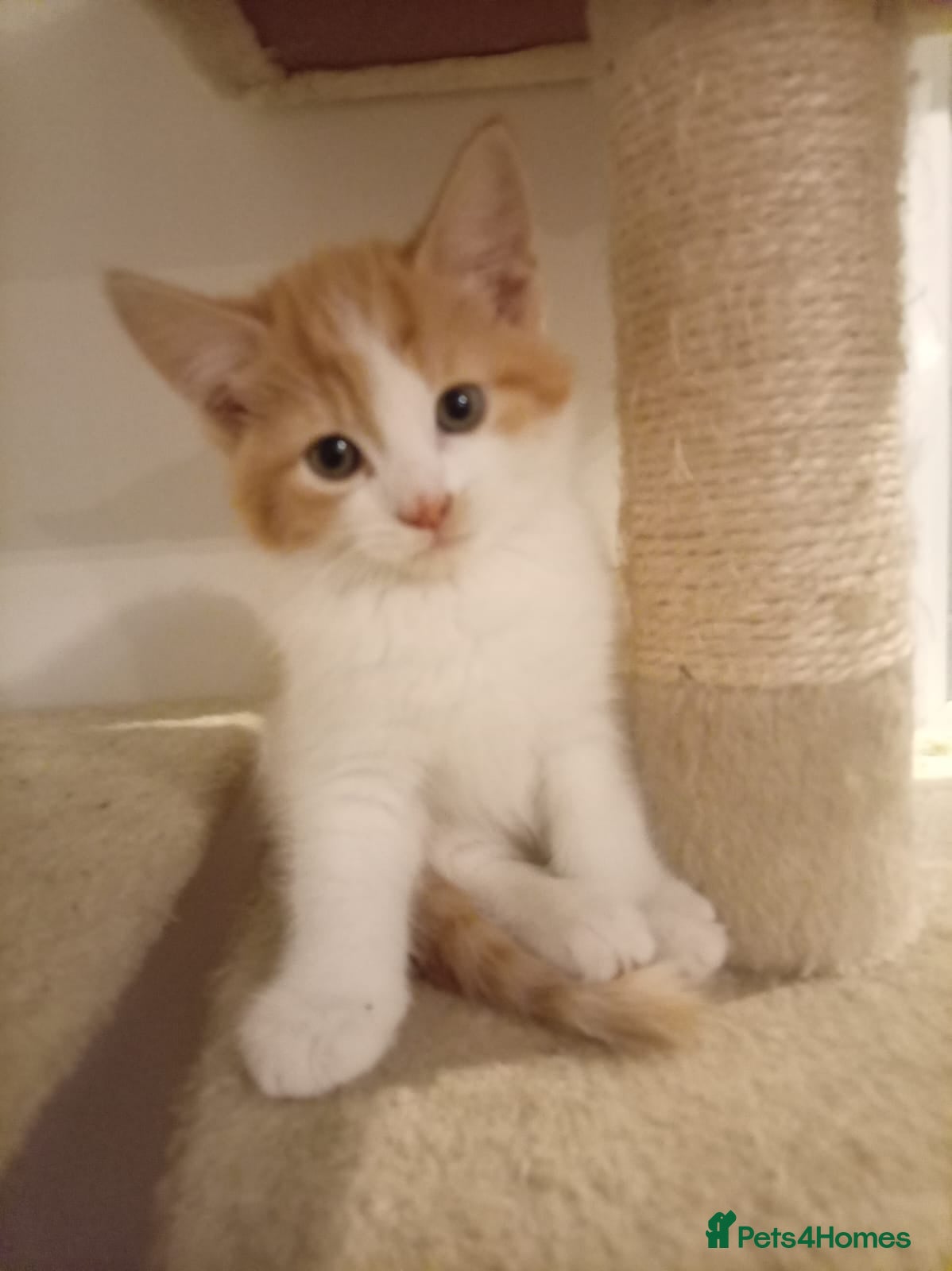 Mixed Breed cats Litter of 4 Kittens Ready for Their Forever Homes! - Advert 1