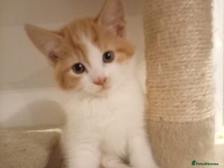 Mixed Breed cats Litter of 4 Kittens Ready for Their Forever Homes! - Advert 1