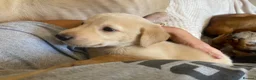 Mixed Breed dogs for sale: Lurcher puppies ready for forever homes - Advert 3
