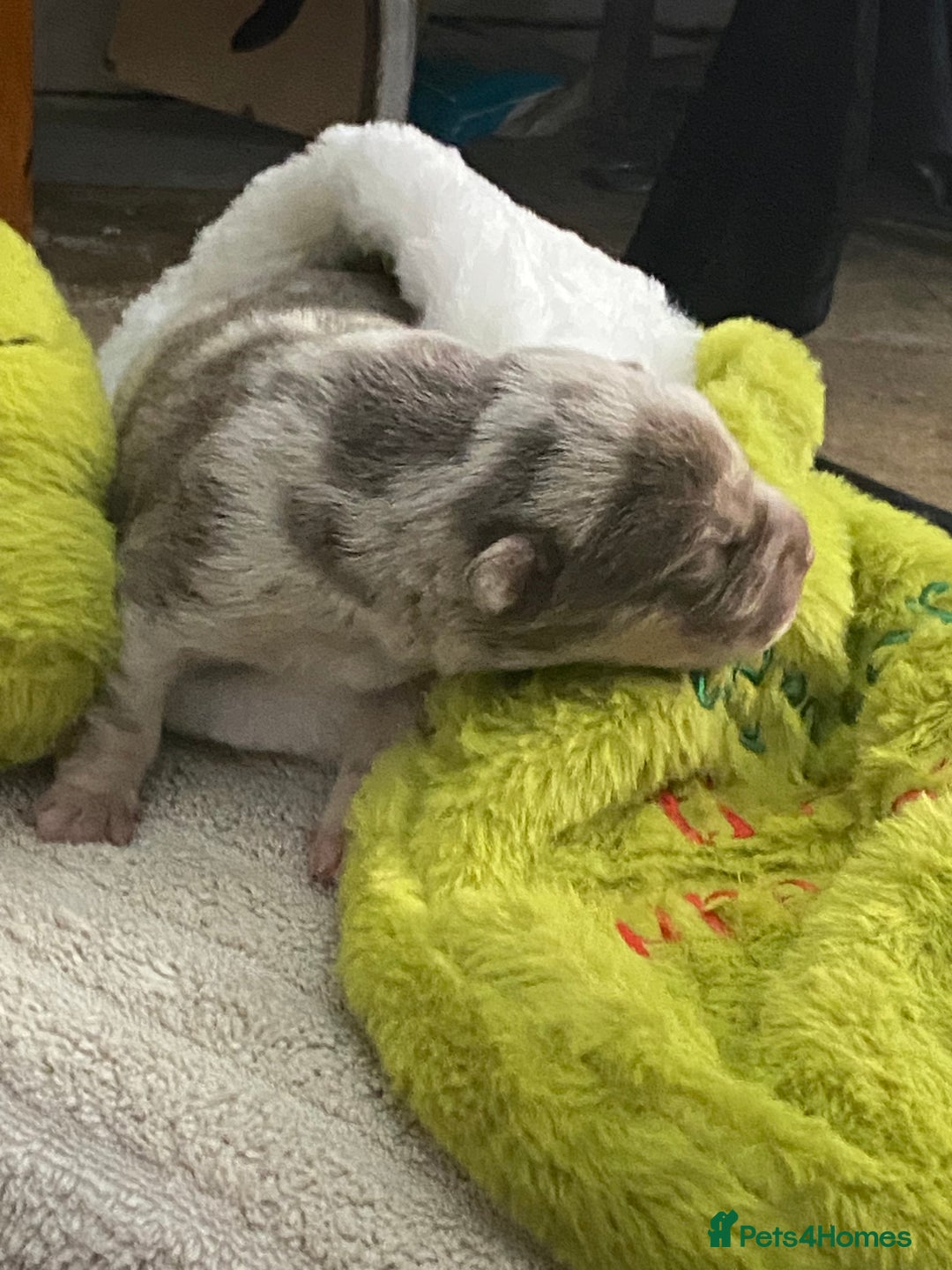 Mixed Breed dogs for sale: Can shepards - Advert 16