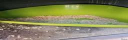 Mini Lop rabbits for sale: 2 female mini lop sister's with hutch - Advert 22