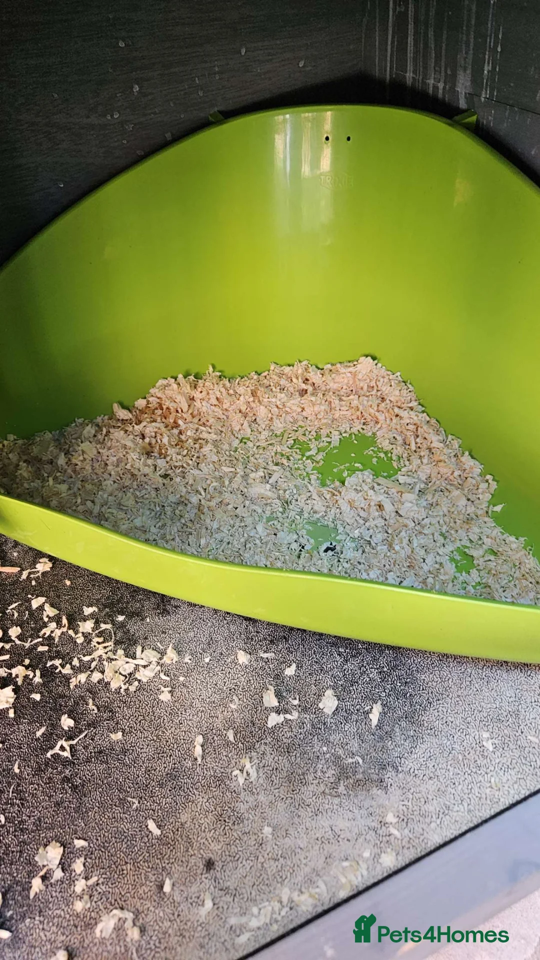 Mini Lop rabbits for sale: 2 female mini lop sister's with hutch - Advert 22