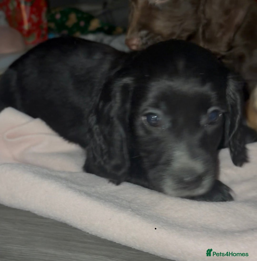 Cocker Spaniel dogs for sale: Ready now!!! Beautiful working cocker spaniels - Advert 3