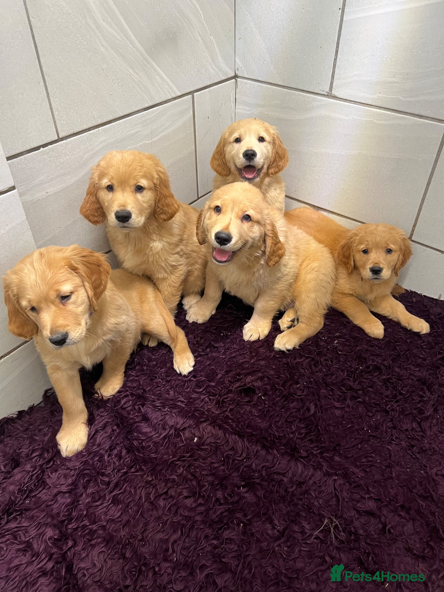 Golden Retriever dogs Stunning Golden Retriever pups - Advert 6