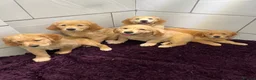 Golden Retriever dogs for sale: Stunning Golden Retriever pups - Advert 1