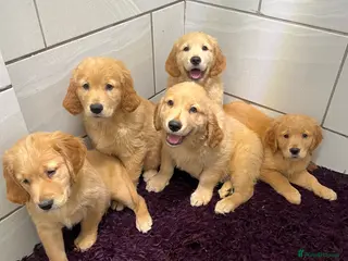 Golden Retriever dogs Stunning Golden Retriever pups - Advert 6