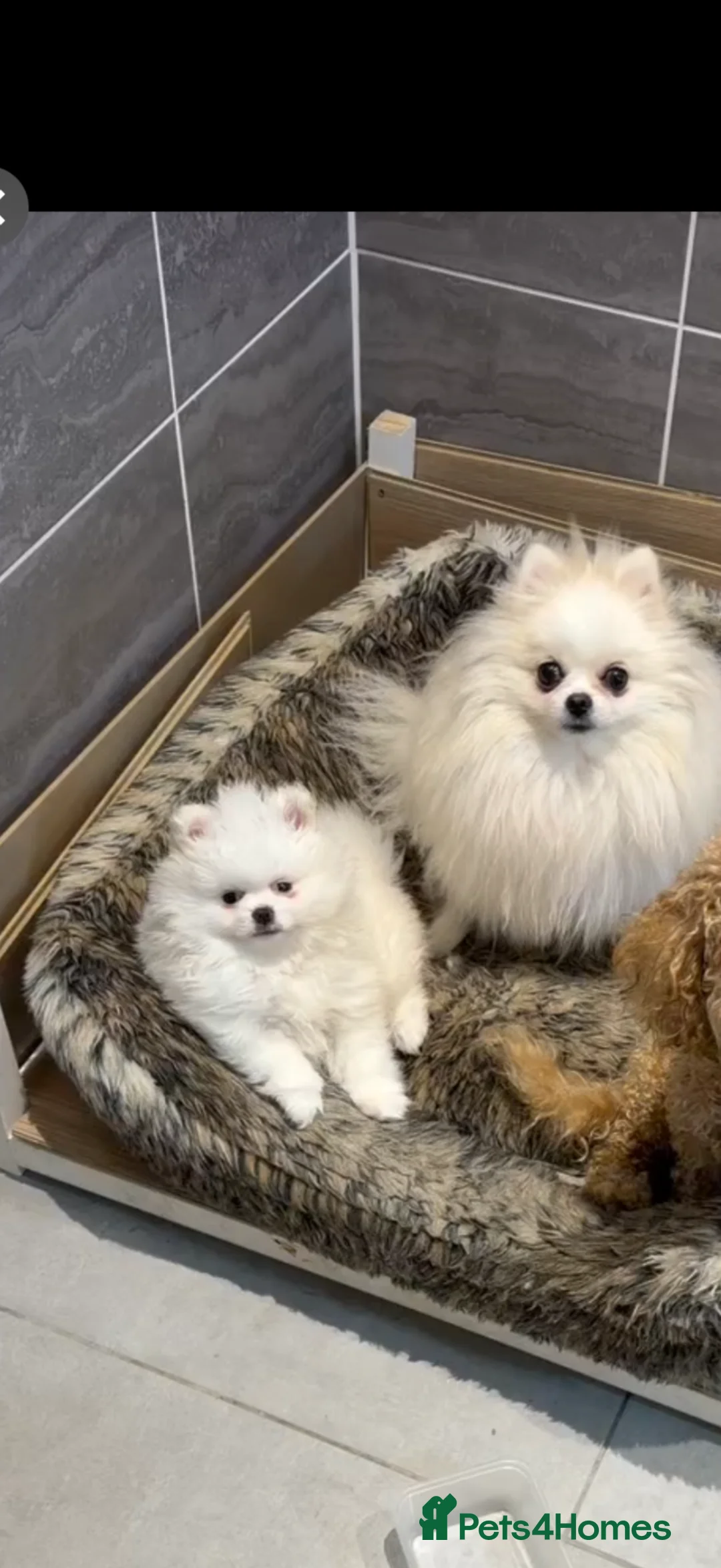 Pomeranian dogs for sale: KC Pomeranian white girl puppy for sale  - Advert 2