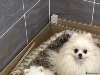 Pomeranian dogs KC Pomeranian white girl puppy for sale - Advert 10