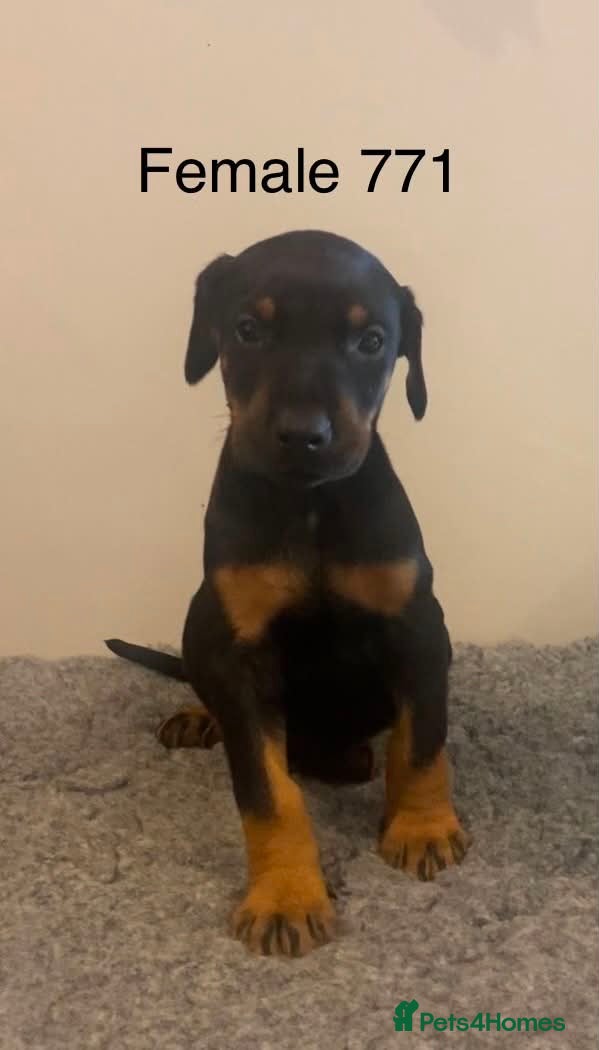 Dobermann dogs Champion and working lines KC Doberman litter - Advert 2