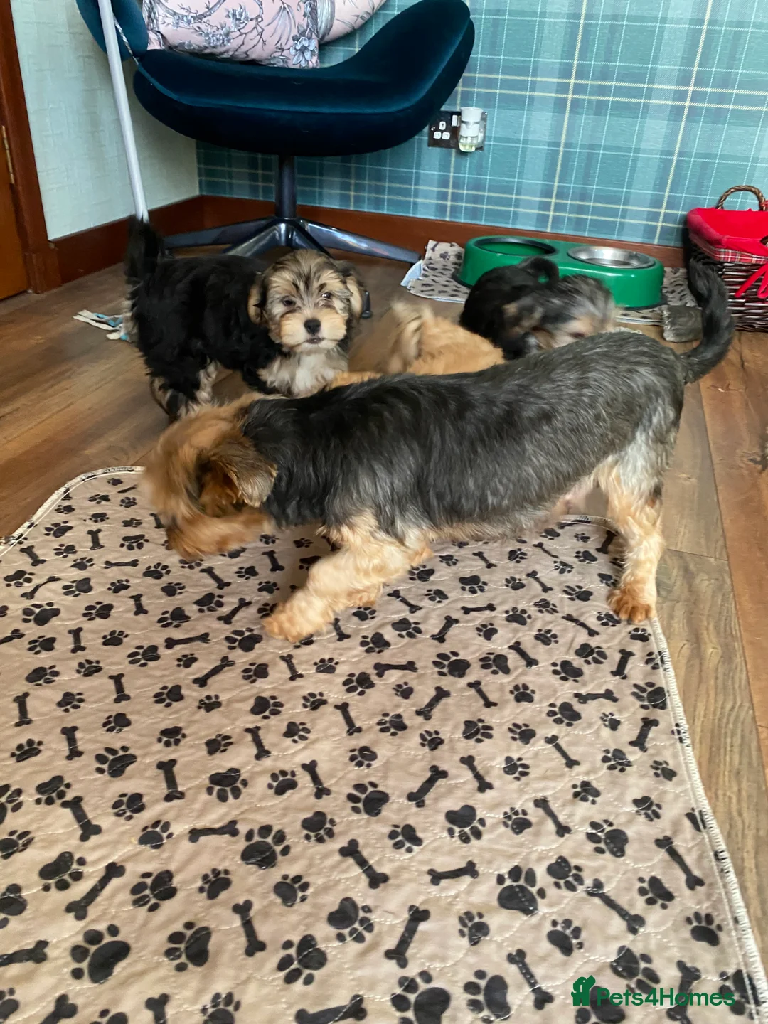 Morkie dogs for sale: Morkie puppies  - Advert 10