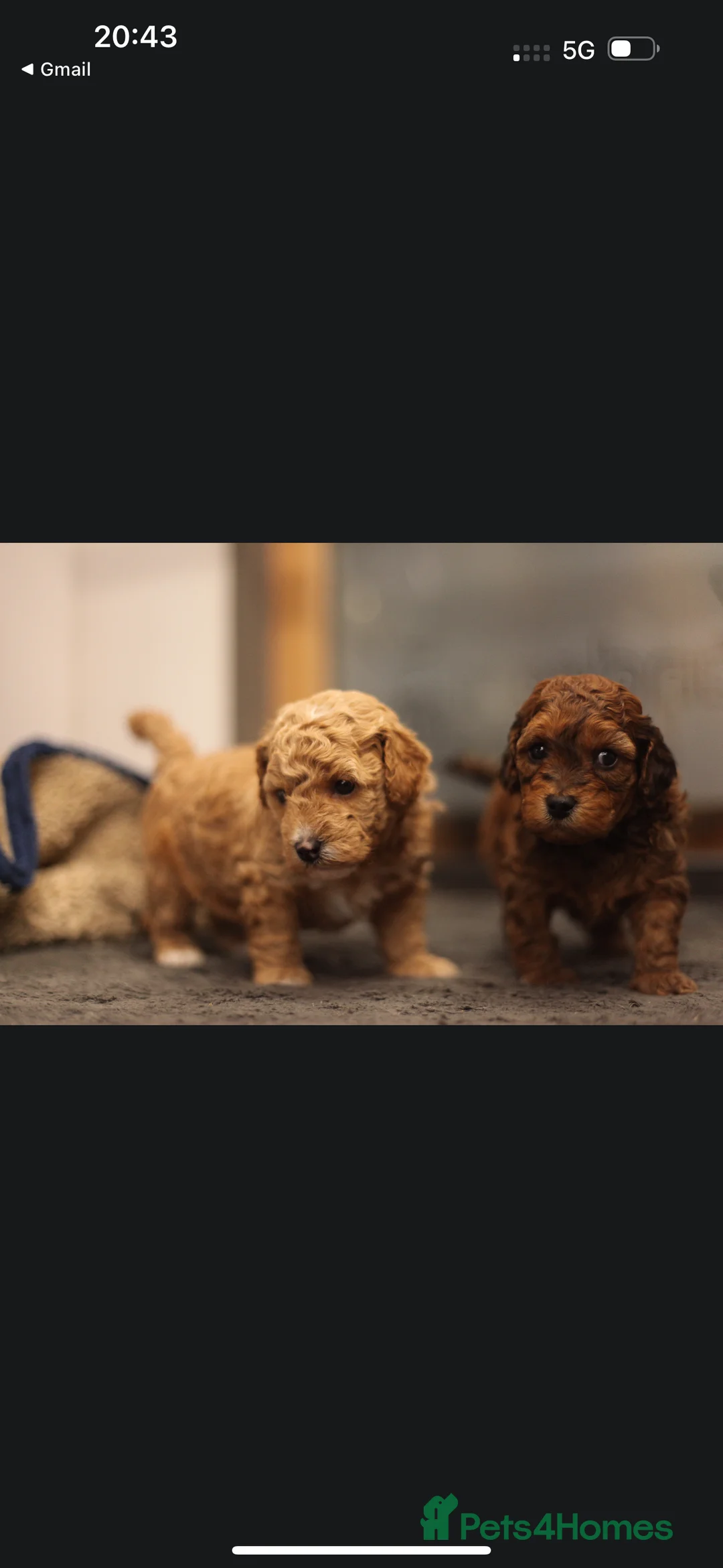Poochon dogs for sale: Beautiful Poochon Pups Home Bred second litter - Advert 13